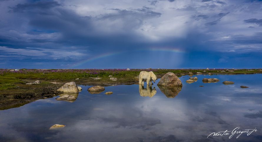 Náš člen Mar­tin Gre­guš zís­kal titul Wild­li­fe Pho­tog­rap­her of the Year 2021